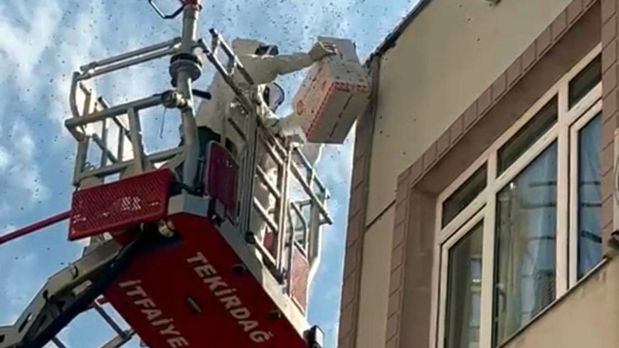 Oğul veren bal arıları nedeniyle yaya ve araç trafiği durdu