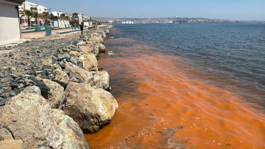 Tekirdağ Büyükşehir Belediyesi: Kıyılardaki renk değişimi mevsimsel alg patlaması