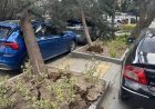 Ankara'yı fırtına vurdu: Ağaçlar devrildi, araçlar zarar gördü
