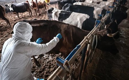 17 mahalleye şap karantinası