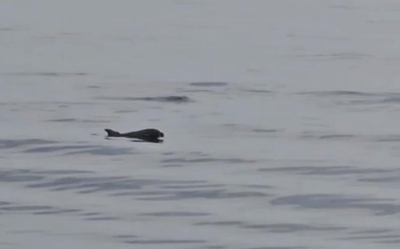 Tekirdağ açıklarında yunuslar görüntülendi