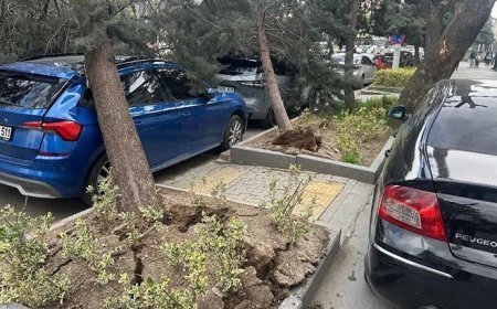 Ankara'yı fırtına vurdu: Ağaçlar devrildi, araçlar zarar gördü