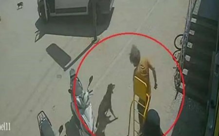 Antalya'da hayvanlara şiddet. Kedinin üzerine bastı, köpeği tekmeledi
