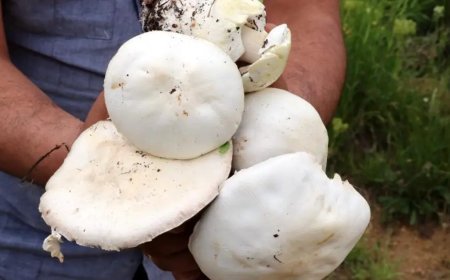 2 bin rakımda yetişiyor, kilosu 2 bin liradan satılıyor
