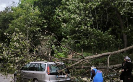 Tekirdağ'da kuvvetli rüzgarda ağaç otomobilin üzerine devrildi