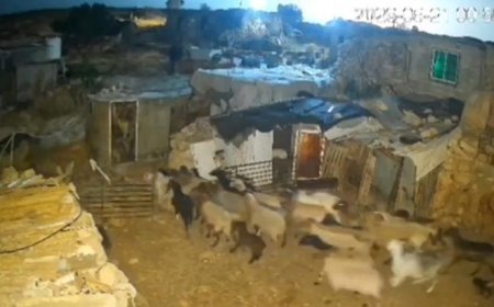 İşgalci İsrailliler bu kez de Batı Şeria'da Filistinlilerin koyunlarını çaldı!