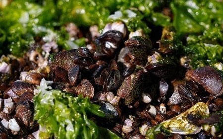 İzmir'de midye başta olmak üzere 7 ton su ürününe el konuldu