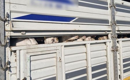 Yer: İstanbul! Kaçak kurbanlık denetiminde 626 bin lira para cezası