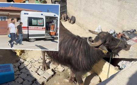 Çorum'da kaçan kurbanlık ortalığı birbirine kattı! Sahibi çareyi bodruma saklanmakta buldu
