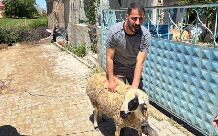 Elinden kaçırdığı kurbanlık için vatandaşlar seferber oldu! Kovalamaca 1 saat sürdü