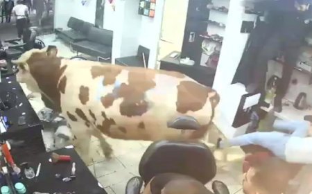 Sultanbeyli'de kurbanlık boğanın kuaför salonuna daldığı anlar kamerada