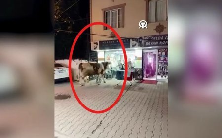 Ortalık savaş alanına döndü: Kaçan kurbanlık camları kırarak kuaför salonuna girdi