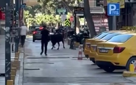 Sahibinin elinden kaçan dana korku dolu anlar yaşattı