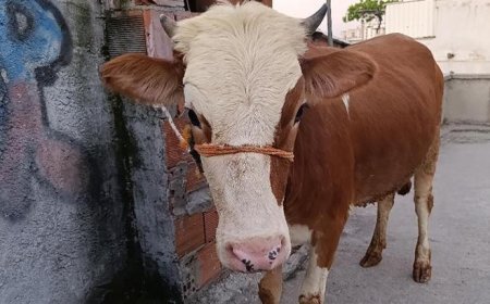 Bursa'da şaşkına çeviren olay! Kurbanlık boğa 6 katlı binanın terasında kesildi