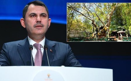 Bakan Kurum, koruma altına alınan 854 yaşındaki anıt ağacın hikayesini paylaştı