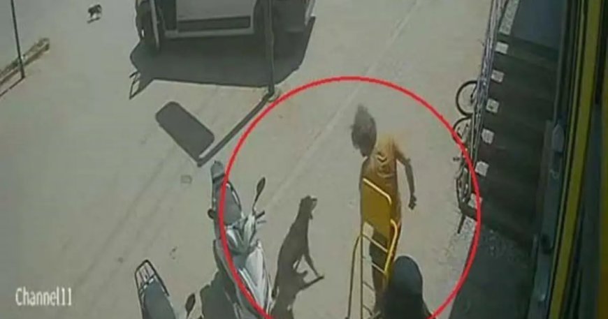 Antalya'da hayvanlara şiddet. Kedinin üzerine bastı, köpeği tekmeledi