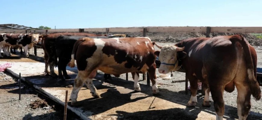 ÇERKEZKÖY’DE KURBAN KESİM KURALLARI VE YERLERİ AÇIKLANDI