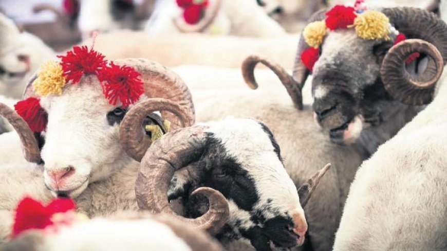 Sokakta kurban kesip, atıkları gömene 29 bin 529 TL ceza