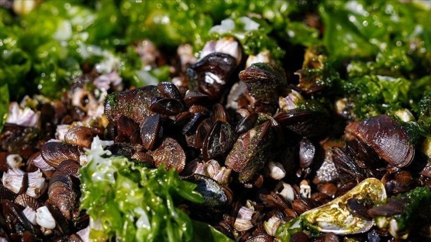 İzmir'de midye başta olmak üzere 7 ton su ürününe el konuldu
