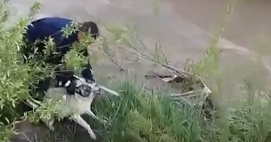 Çaya düşen köpeği, elini ısırmasına rağmen kurtardı