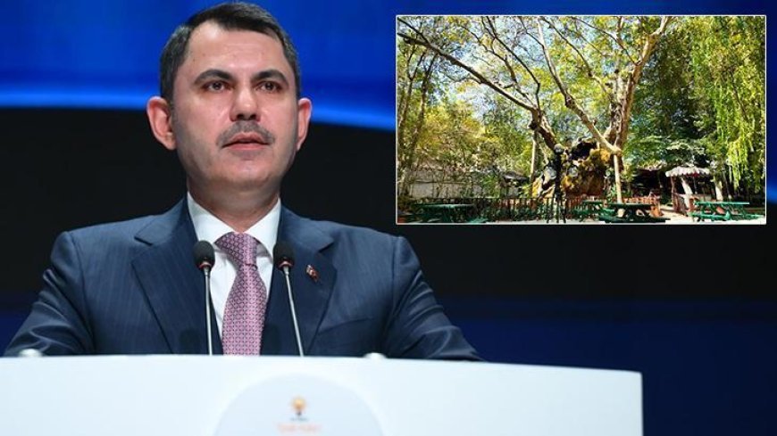 Bakan Kurum, koruma altına alınan 854 yaşındaki anıt ağacın hikayesini paylaştı
