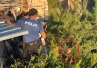Dere yatağına düşerek ağaçta asılı kaldı! Tedaviyi reddedip hastaneden kaçınca ortalık karıştı