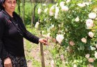 Muhtarın vefatının ardından görevi eşi devraldı; kadınların desteğiyle seçimi kazandı
