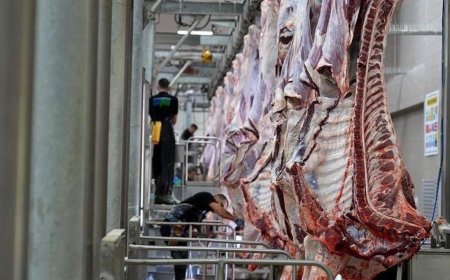 Tekirdağ Büyükşehir mezbahalarında 977 kurbanlık hayvanın kesimi gerçekleştirildi