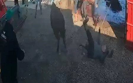İpinden kurtulan boğa etrafındakilere saldırdı