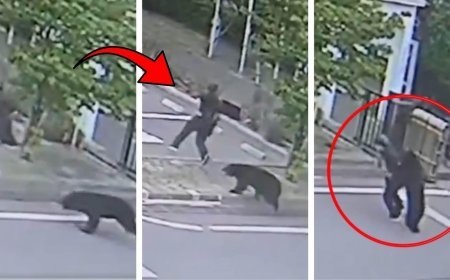 Japonya'da ayı kabusu eğitime ara verdirdi! Polisten OHAL açıklaması: Yaralılar var