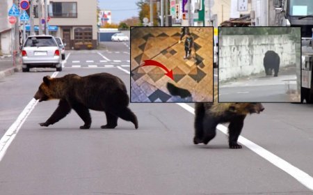 Şehir merkezine indi, tam 94 okul birden kapatıldı! Japonya'da ayı alarmı