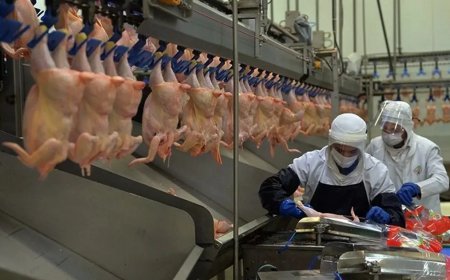 Adalet Bakanı Gürlek: Beyaz et sektöründe 13 şirkete denetim kayyumu atandı