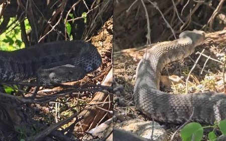 'En ölümcülü' doğada ortaya çıktı, bir diğeri şehirde kabus yaşattı: Dev yılanlar kamerada!