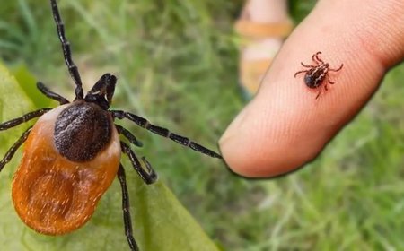Kene vakaları yağışla orantılı mı? Bir ayda keneden 5 ölüm