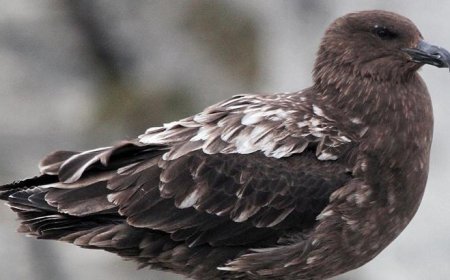 Virüsün görülmediği tek kıtaydı! Şüpheli vaka saptandı: 'Bir ilk olabilir'