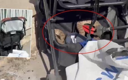 Şanlıurfa'da ağaçtan bebek arabasına düşen yılan panik yarattı