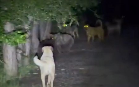 Başıboş köpekler, ayılarla karşı karşıya geldi