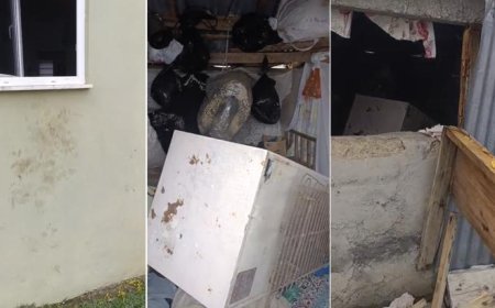 Rize Çamlıhemşin'de ayı paniği: 20 eve girdi, yayla sakinleri canından bezdi
