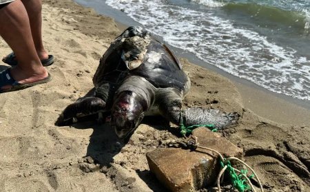 Bir haftada ikinci olay. Parke taşı bağlanan deniz kaplumbağası ölü bulundu