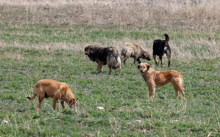 5 yaşındaki Hamza hayatını kaybetmişti. Saray belediye başkanına soruşturma izni
