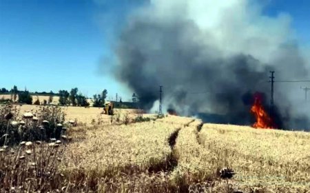 Tekirdağ'da 50 dekar ekili buğday yandı