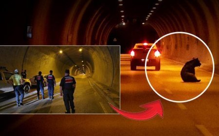 Film değil gerçek! Karabük'te tünele giren ayı tüneli birbirine kattı