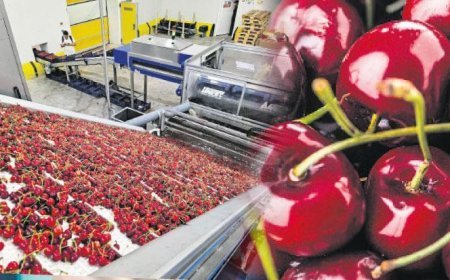 Türk kirazının Çin yolculuğu başlıyor