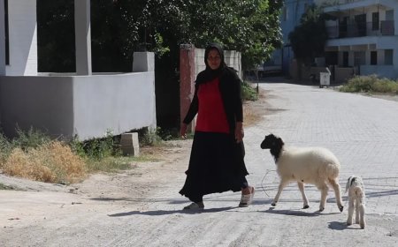Evladını lösemiden kaybeden anne, teselliyi peşinden ayrılmayan kuzuda buldu