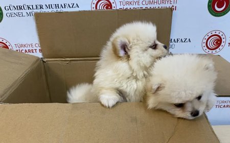 Piyasa değerleri tam 472 bin lira! Kapıkule'de yakalandılar