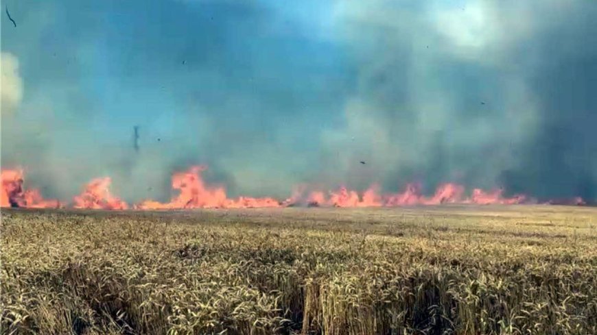 Tekirdağ'da 100 dekar buğday tarlası yandı