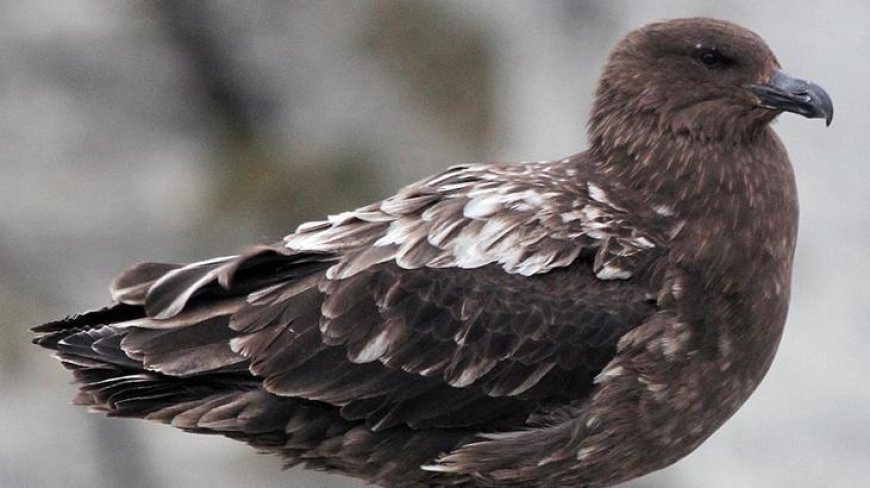 Virüsün görülmediği tek kıtaydı! Şüpheli vaka saptandı: 'Bir ilk olabilir'