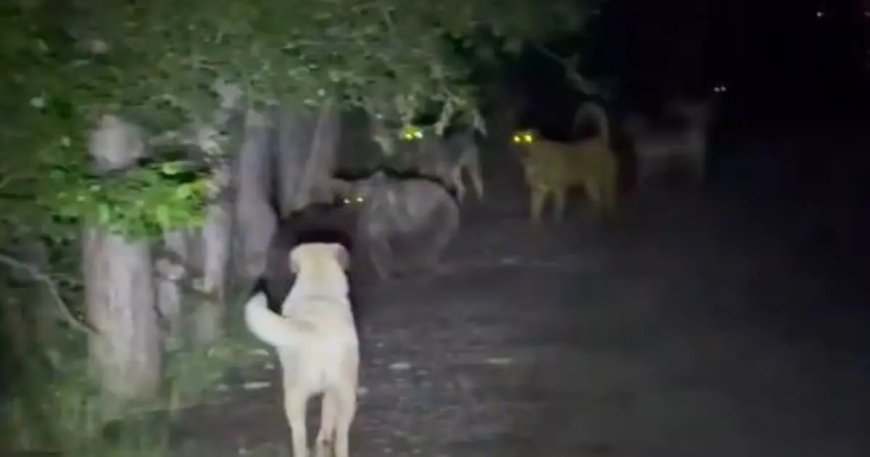 Başıboş köpekler, ayılarla karşı karşıya geldi