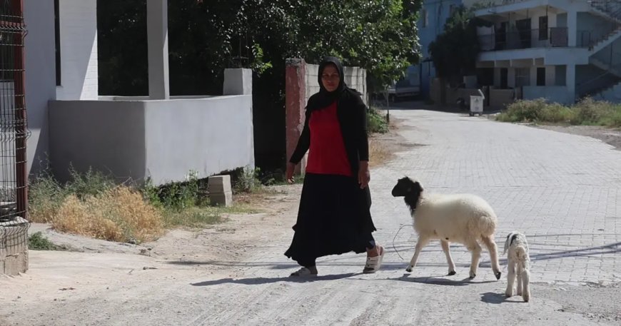 Evladını lösemiden kaybeden anne, teselliyi peşinden ayrılmayan kuzuda buldu