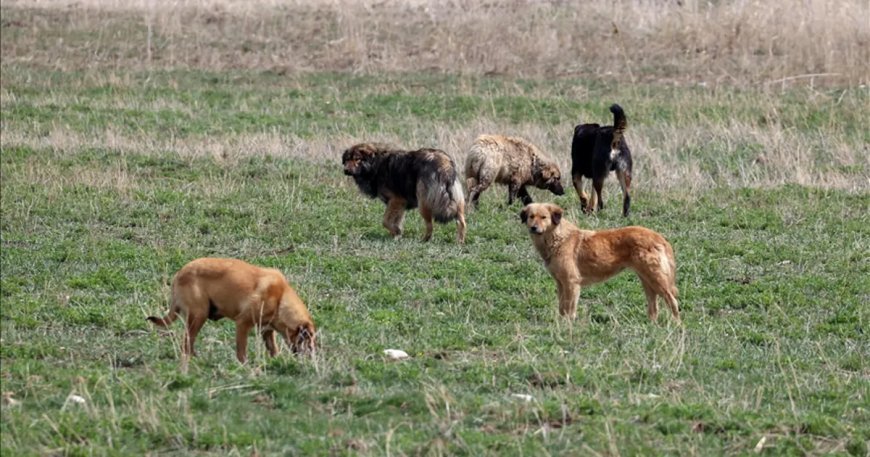 Sokak hayvanları saldırıları. İki belediye başkanı için soruşturma izni